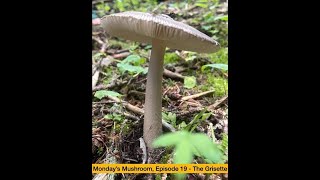 Mondays Mushroom Episode 19  The Grisette Amanita vaginata [upl. by Dlanger938]