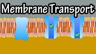 Cell Membrane Transport  Transport Across A Membrane  How Do Things Move Across A Cell Membrane [upl. by Lydia332]