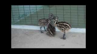 emu chicks and birds for sale  Hyderabad vijayawada andhra pradesh [upl. by Eiramoj]