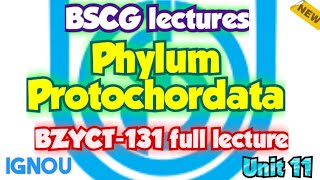 Phylum Protochordates Unit 11 Zoology Animal Kingdom BZYCT131  ignou neet 2023 trending [upl. by Atnad]