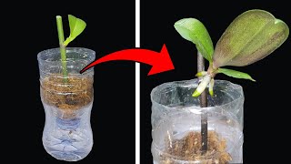 Replicating Orchids with Unique Method Easier Than Ever Before [upl. by Alyakim]