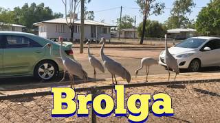 Brolga Bird Australia  Feeding These Giant Wild Birds [upl. by Ailemaj]