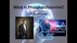 What Is Phosphatidylserine [upl. by Armalla]