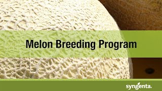 Syngenta Melon Breeding Program [upl. by Glovsky]