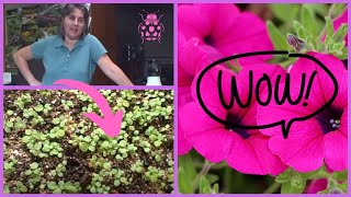 How to Plant Petunia Seedlings Planting Transplanting Time [upl. by Epp]