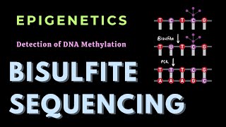 Bisulfite sequencing  DNA methylation  Epigenetics  GATECSIRNET [upl. by Neurath]