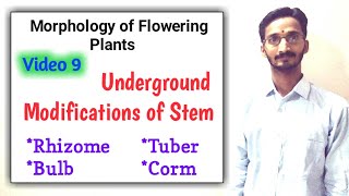 UNDERGROUND MODIFICATIONS OF STEM  Full topic  Morphology of Flowering Plants  Bilingual [upl. by Kwasi]