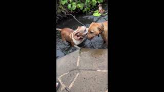 Best Dog Park Fun dog puppy doglover [upl. by Russon]