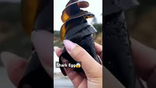 Watch how the embryo inside the shark egg moves [upl. by Pesek]