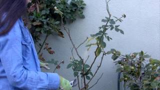 How to Prune Your Roses in 4 Easy Steps [upl. by Hymen]