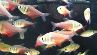 Fish Relaxation Scene  Real Live Fish Swimming to thier delight [upl. by Mycah299]