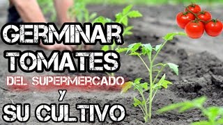 Cultivo COMPLETO Del TOMATE Desde la Siembra hasta la Recolecta  Huerta Forestal [upl. by Elga551]