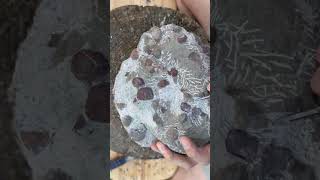 Quartzite Brachiopods block fossil prep [upl. by Leontine]