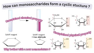 How can monosaccharides form a cyclic structure  Properties explained by cyclic structure [upl. by Leahcar]