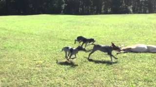 3 month old Bluetick pups deer training [upl. by Nonahs]