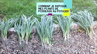 Comment je repique mes plants de poireaux au potager [upl. by Ingelbert]