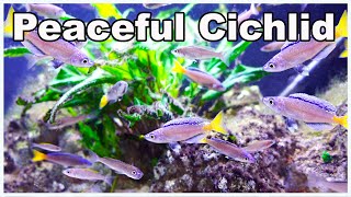 Cyprichromis leptosoma Aquarium Looking For a Colorful and Peaceful Cichlid [upl. by Amairam]