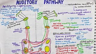 Auditory Pathway  Easy  Physiology  Primary lemniscal pathway [upl. by Sommer194]