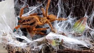 Pterinochilus murinus Usambara Mountains pairing video [upl. by Yehs]