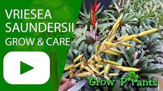 Vriesea saundersii  grow amp care also as houseplant [upl. by Pyne]