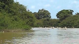 Prek Toal core area reserve  Cambodia ecotourism  Tonle Sap Great Lake [upl. by Watts]