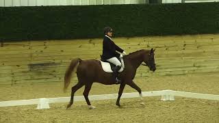 First Level dressage Test 3 ridden by Gift and Jenese at Arabian Sport Horse Nationals SHN 2023 [upl. by Abibah255]