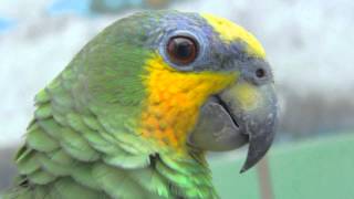 Orange Winged Amazon Parrot [upl. by Millie]