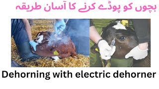 Dehorning in calves with electric dehorner [upl. by Nazarius]