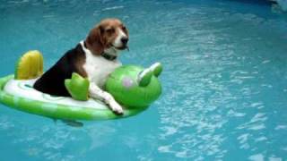 Dog on floatie [upl. by Coletta]