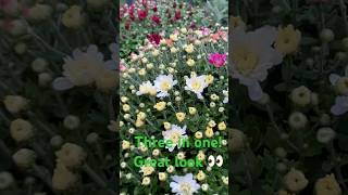 Garden Mums chrysanthemumflower gardenmakeover [upl. by Pinette421]