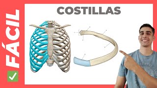 ✅ANATOMÍA de las COSTILLAS Fácil Verdaderas Falsas y Flotantes [upl. by Drake900]