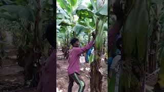 fungicide spray and drip application for fruit and [upl. by Abigael]