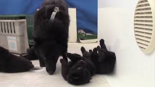 Sailing Schipperke puppies  from lumps to toddlers [upl. by Nallid761]