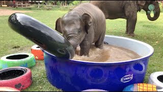 Top Ten Baby Elephants At Play  Elephantnews [upl. by Mychael123]