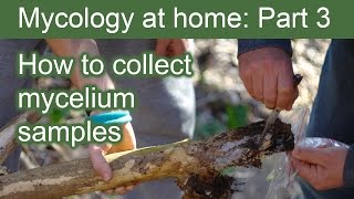 How to collect Mycelium Samples ∼ Mycology at Home Part 3 [upl. by Ettenyl]