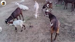 Baby Goat Videos  Goats Playing and Jumping  Cute Animals YouTube  exotic animal videos [upl. by Hennessy]