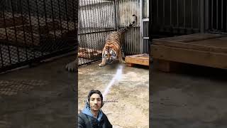 Tiger 🐅 animals zoo bigcat viralvideo tiger [upl. by Einolem97]