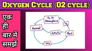 Oxygen Cycle In Hindi  Oxygen Cycle Class 9 [upl. by Rihaz]