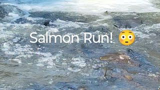 Salmon Run salmonrun nature fishing [upl. by Annahsar]