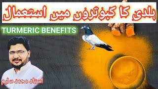 کبوتروں میں ہلدی کا استعمال۔ Uses Of Turmeric in Pigeon [upl. by Anahsed]