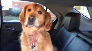 Smart Golden Retriever knows he is at the Vet [upl. by Lennahc132]