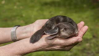 The Platypus Nature’s Weirdest Wonder [upl. by Ahtanamas]