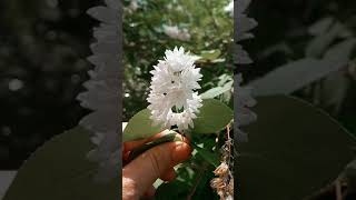 White Deutzia PlantFamily Of Hydrangea [upl. by Fredelia]