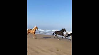 Majestic Horseback Riding on Essaouira Beach Morocco  EssaouiraBeach CoastalBeauty [upl. by Euqinamod969]