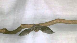 Bats in Slow Motion 3 [upl. by Wildon]