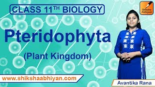 Pteridophyta  Plant Kingdom  CBSE Class 11 Biology [upl. by Hakim224]