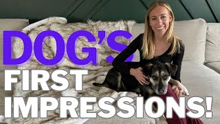 Wise Doggo Extra Large Faux Fur Waterproof Dog Blanket  Unboxing Review amp Dog Test [upl. by Dorcus873]