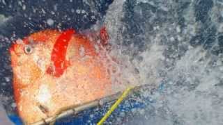 Opah or Moonfish A deepwater fish joins mammals birds in the warmblooded club [upl. by Yrellih]