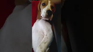 Hummm🥸 bollywood music song love bollywoodsongs viralvideo beagle cocodogworld musicgenre [upl. by Doy]