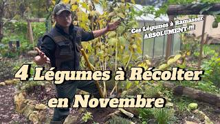 4 Légumes à Récolter en Novembre Absolument [upl. by Kcirnek]